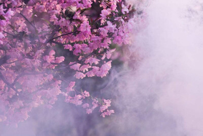 唯美，花，背景