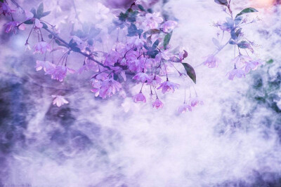 唯美，花，背景