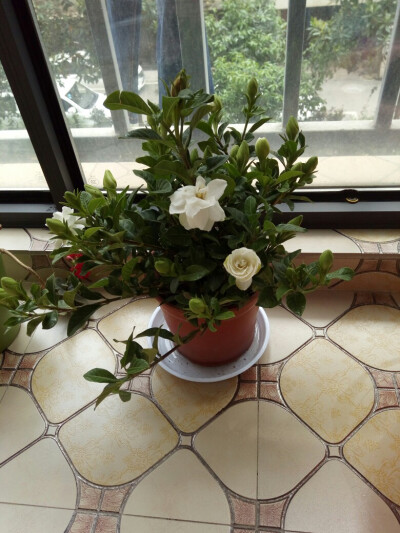 和笨蛋一起买的栀子花开了