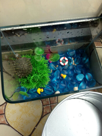 给小龟洗了个澡