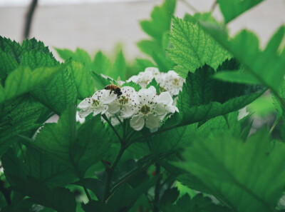 山楂花