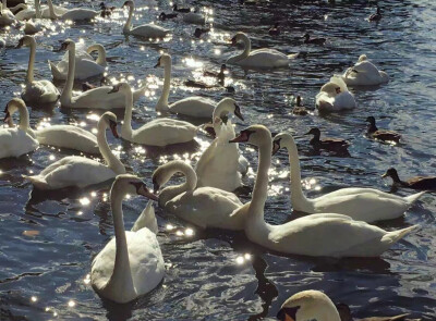 丸子酱qaq♡
戀愛 和 戰斗 都要勇往直前