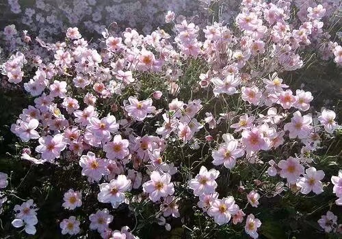 丸子酱qaq♡
戀愛 和 戰斗 都要勇往直前