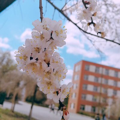 可爱深红爱浅红？
桃花
摄影by：情空山