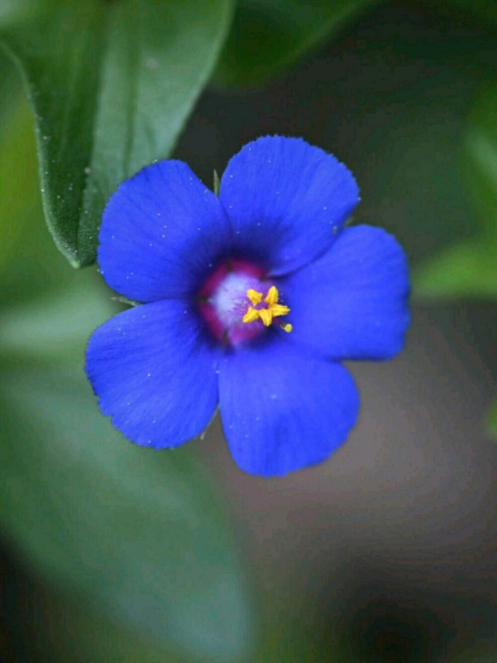 草木 蓝花琉璃繁缕