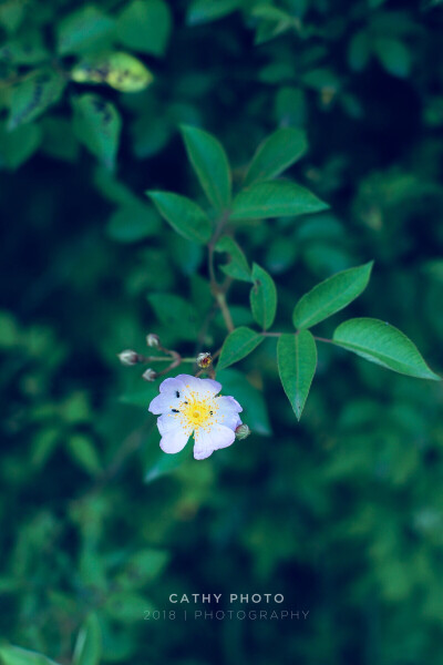 蔷薇。湖北