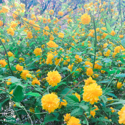 黄色得花