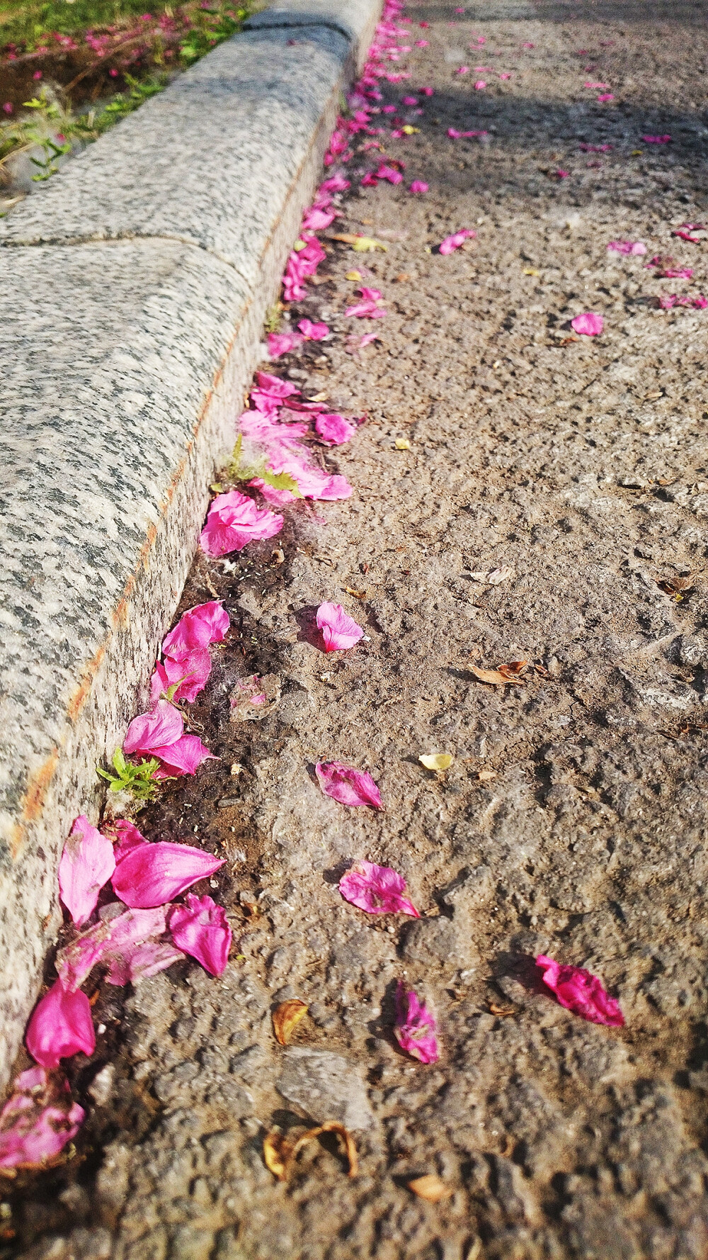 粉色桃花，樱花