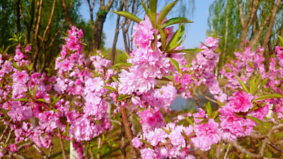 粉色桃花，樱花