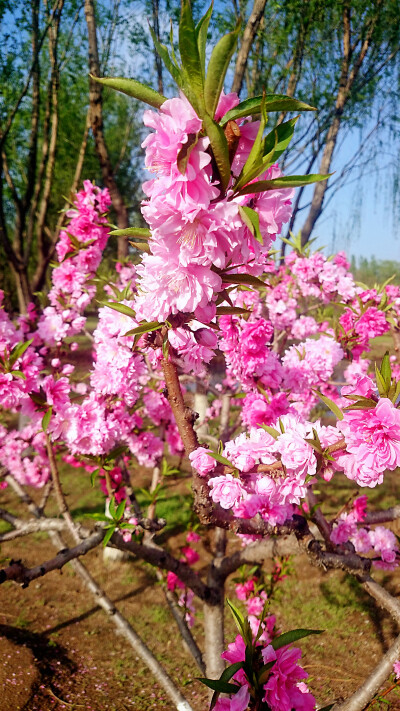 粉色桃花，樱花