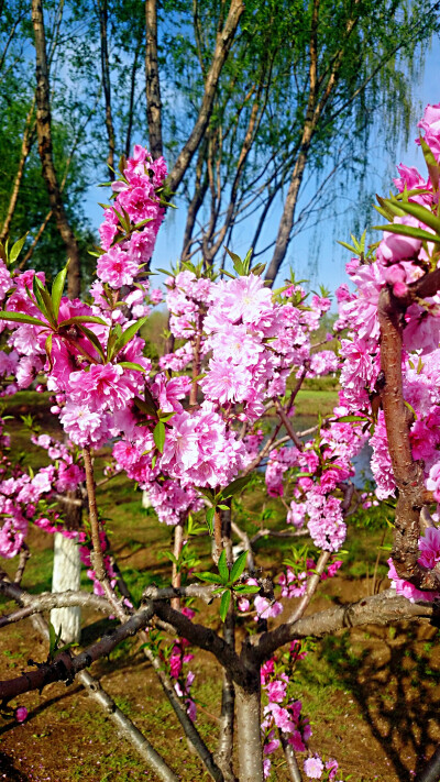 粉色桃花，樱花