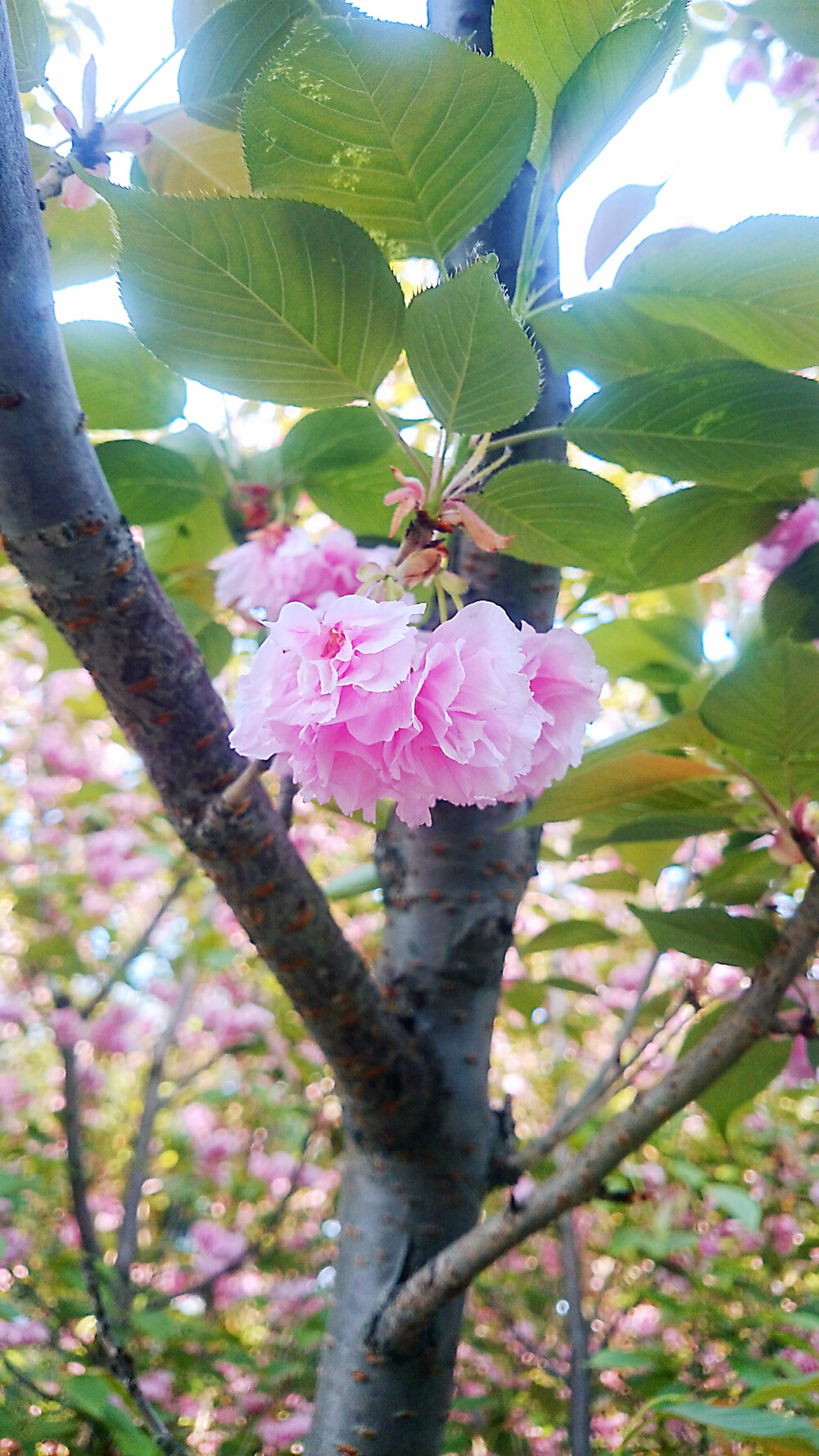 粉色桃花，樱花