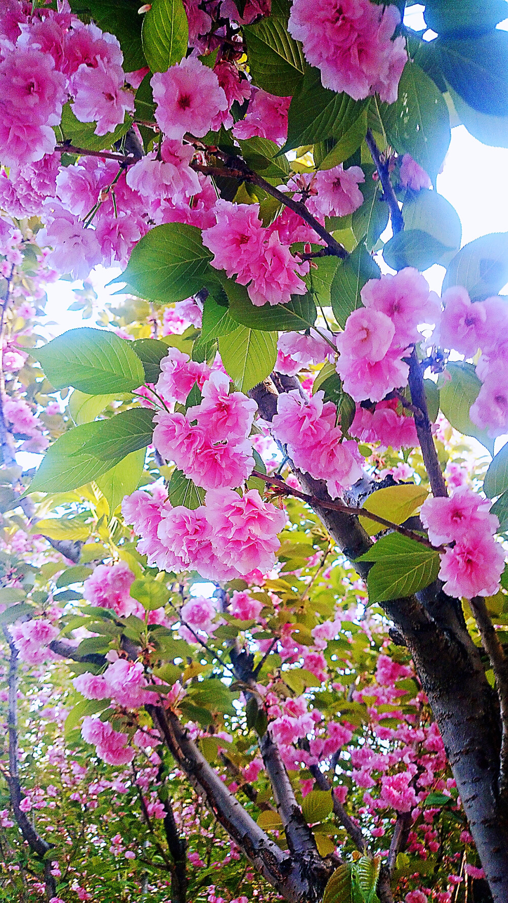 粉色桃花，樱花