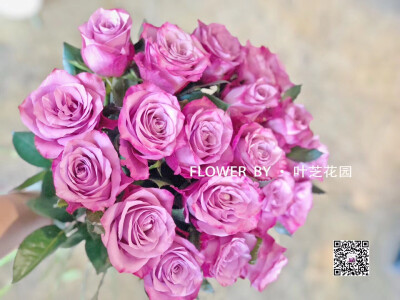 紫美人玫瑰