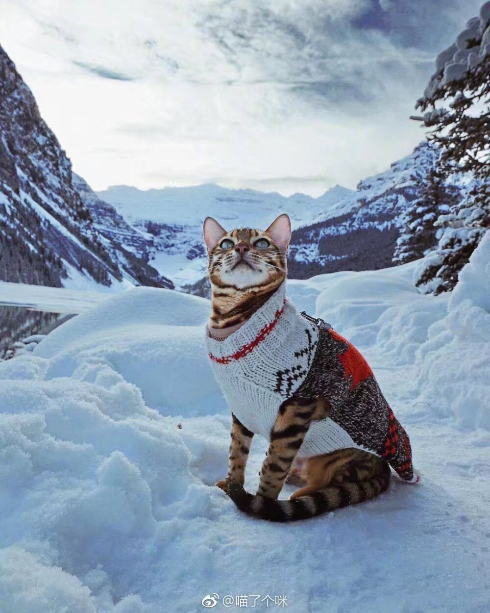 还记得那只跟着主人到处旅行的豹猫Suki吗，看了主人更新的新照片以后我真正体会到人不如猫是一种什么样的感觉了，这才是真的跨过山河大海?。。?！