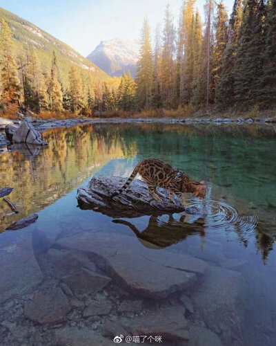 還記得那只跟著主人到處旅行的豹貓Suki嗎，看了主人更新的新照片以后我真正體會到人不如貓是一種什么樣的感覺了，這才是真的跨過山河大海?。。?！