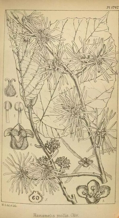 .  金缕梅（Hamamelis mollis Oliver）
金缕梅是金缕梅科金缕梅属下的一种，分布于四川、湖北、安徽、浙江、江西、湖南及广西等省区，常见于中海拔的次生林或灌丛。
金缕梅属于落叶灌木或小乔，高达8米；嫩枝有星…