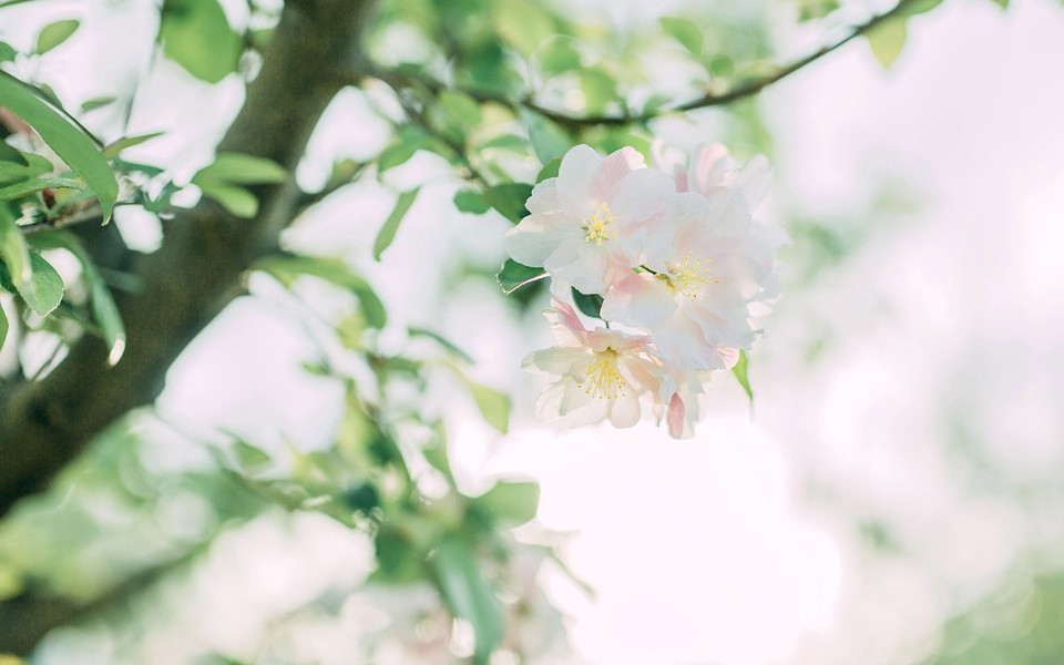 美桌网>壁纸>植物壁纸>小清新绿色植...
小清新绿色植物微距摄影图片电脑壁纸~~绿色护眼植物图片使你的双眼放松~~