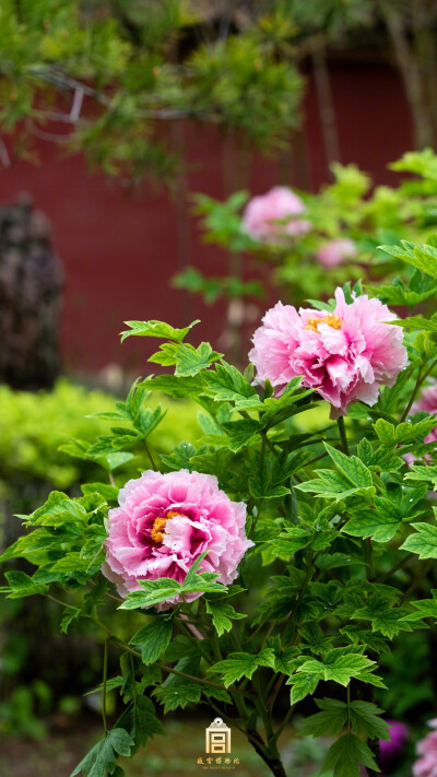 紫禁城【戊戌•花朝•牡丹】“锦帏初卷卫夫人，绣被犹堆越鄂君。垂手乱翻雕玉佩，招腰争舞郁金裙。石家蜡烛何曾剪，荀令香炉可待熏。我是梦中传彩笔，欲书花叶寄朝云” 照片取自@故宫博物院