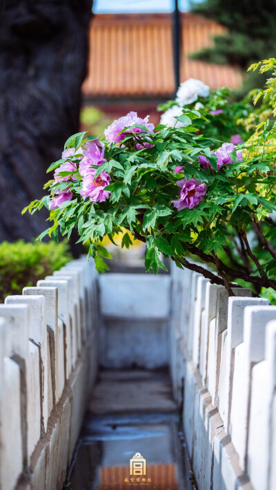 紫禁城【戊戌•花朝•牡丹】“紫禁名品几时栽？映池台，待谁开？应为诗人着意巧安排。调护正须宫样锦，遮丽日，障飞埃。晓风吹绽瑞云堆。怨春回，要诗催。醉墨淋漓，随手洒琼瑰。归去不妨簪一朵，人也道，看花来” …