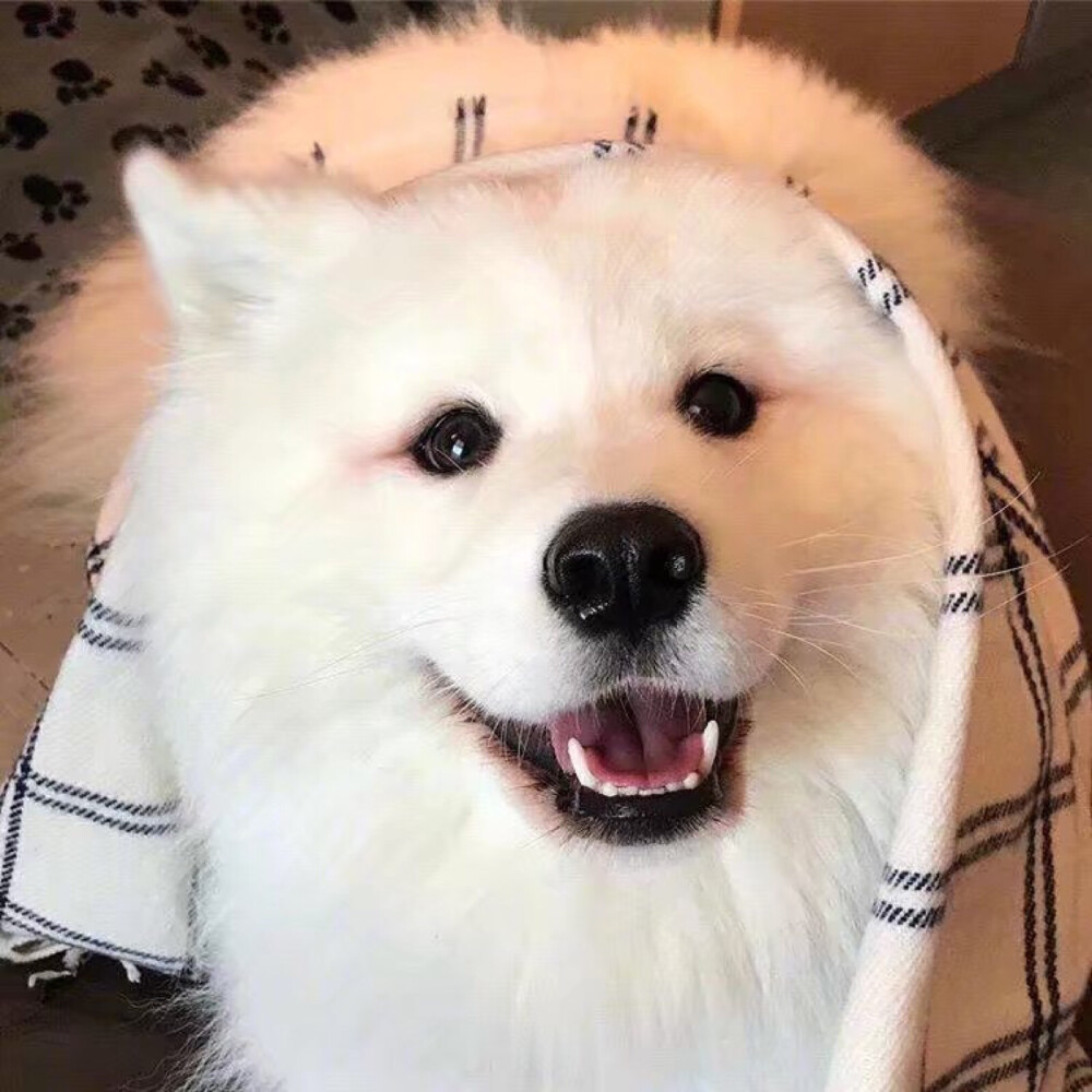 萨摩耶MAYA，微笑好治愈