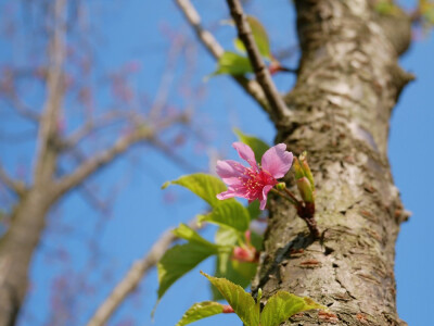 spring--樱花