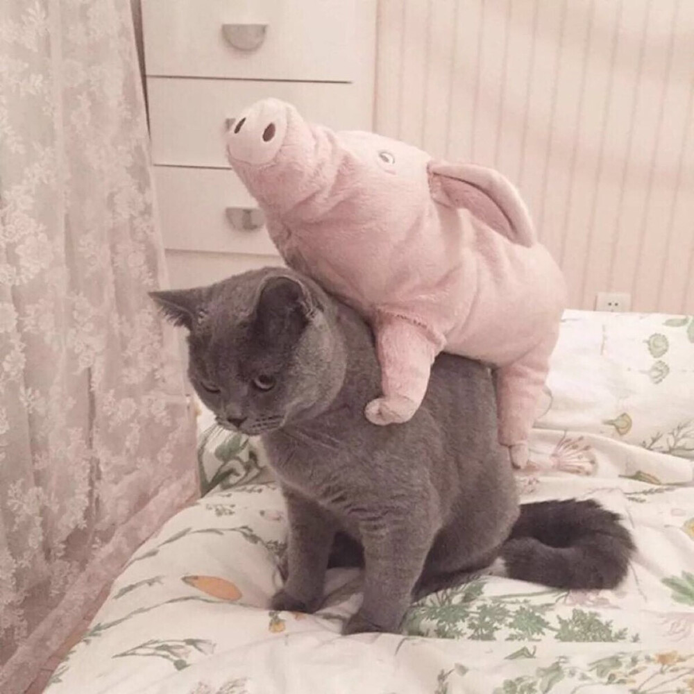 _(:3」∠)_
小猫咪以及小猫咪表情包呀