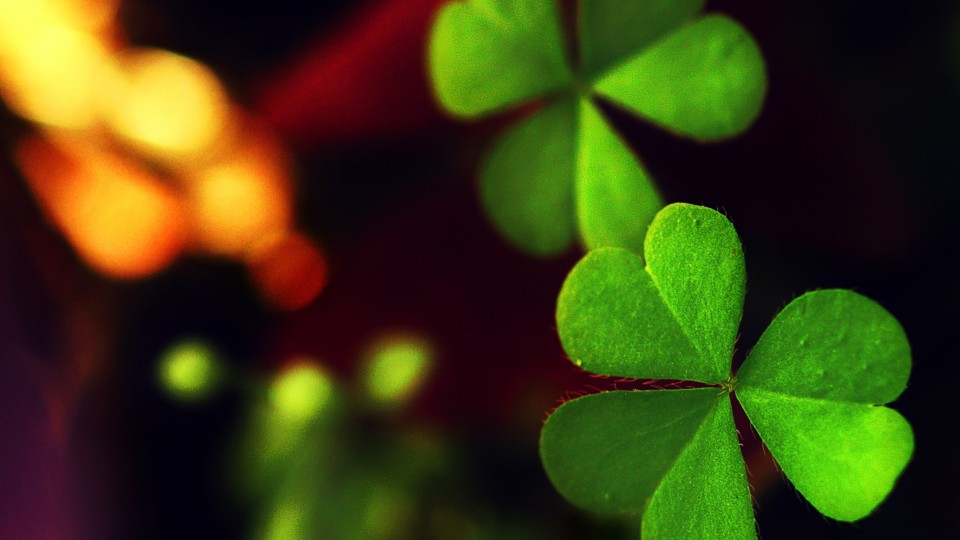 清新碧绿的三叶草高清宽屏桌面壁纸。叶草（Shamrock）：是多种拥有三出指状复叶的草本植物的通称，主要包括三类：豆科的车轴草属（被认为是最正宗的三叶草）和苜蓿属、酢浆草科的酢浆草属中的某些种类。