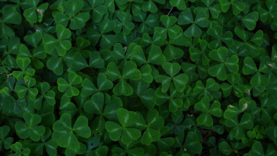 清新碧绿的三叶草高清宽屏桌面壁纸。叶草（Shamrock）：是多种拥有三出指状复叶的草本植物的通称，主要包括三类：豆科的车轴草属（被认为是最正宗的三叶草）和苜蓿属、酢浆草科的酢浆草属中的某些种类。