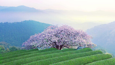 日本樱花风景图片高清电脑桌面壁纸