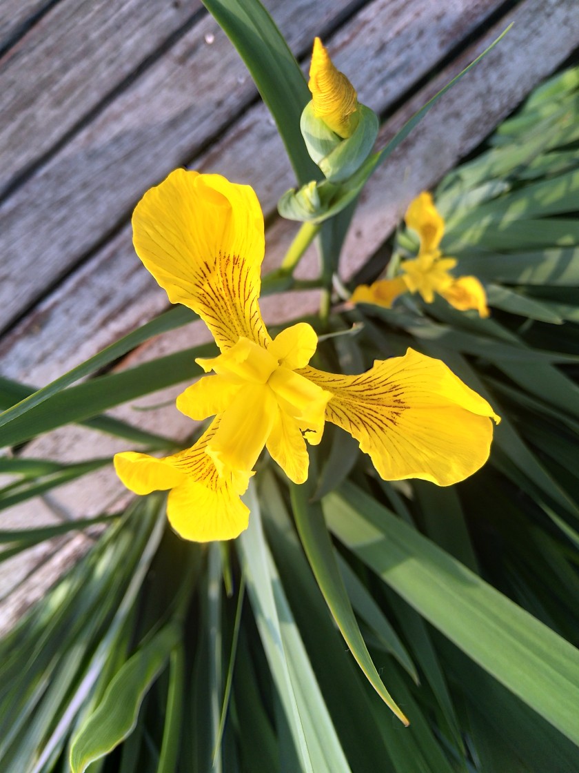 叫不上名字的花