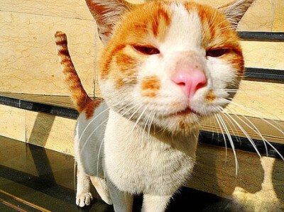 _(:3」∠)_
小猫咪以及小猫咪表情包呀