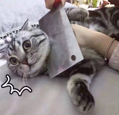 _(:3」∠)_
小猫咪以及小猫咪表情包呀