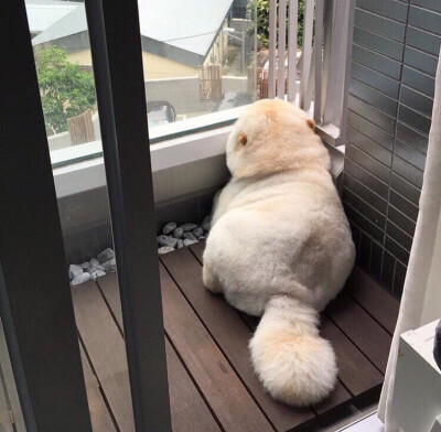 _(:3」∠)_
小猫咪以及小猫咪表情包呀