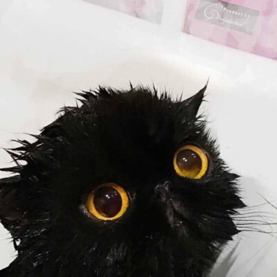 _(:3」∠)_
小猫咪以及小猫咪表情包呀