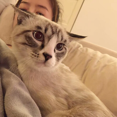 _(:3」∠)_
小猫咪以及小猫咪表情包呀