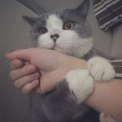 _(:3」∠)_
小猫咪以及小猫咪表情包呀