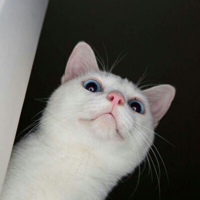 _(:3」∠)_
小猫咪以及小猫咪表情包呀