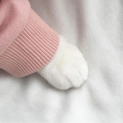 _(:3」∠)_
小猫咪以及小猫咪表情包呀