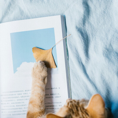 _(:3」∠)_
小猫咪以及小猫咪表情包呀