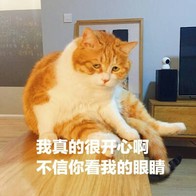 _(:3」∠)_
小猫咪以及小猫咪表情包呀