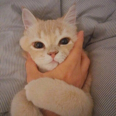 _(:3」∠)_
小猫咪以及小猫咪表情包呀