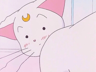 _(:3」∠)_
小猫咪以及小猫咪表情包呀