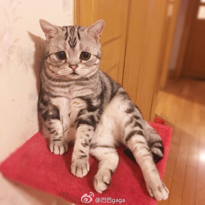 _(:3」∠)_
小猫咪以及小猫咪表情包呀
