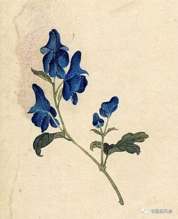  缪谷瑛(1875-1954)，现代国画家。曾任教于上海仓圣明智大学，为国画教师，当时“爱俪园”中名菊甚众，缪谷瑛课余必往写生。缪谷瑛工画花卉，最擅写菊，极得秋色晚香之盛。经历年积累，笔下所绘之菊达三百余种，时人称之为"画菊专家"。