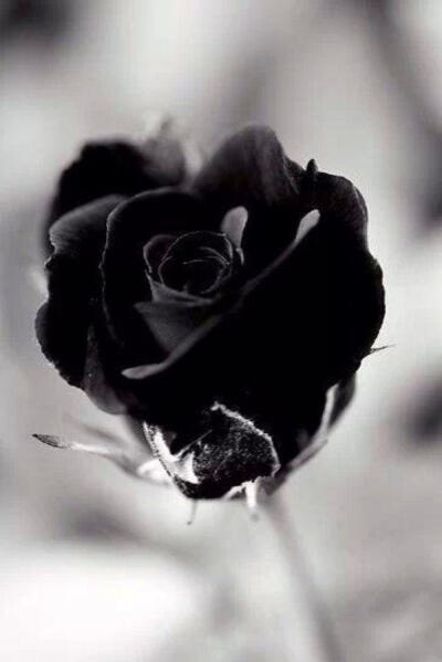 黑玫瑰唯美