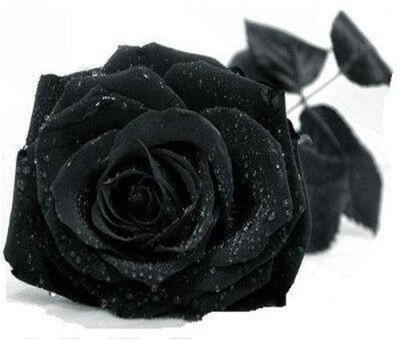 黑玫瑰唯美