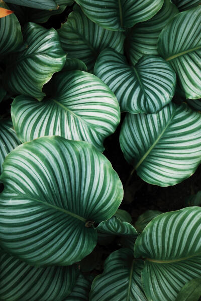 Plant, leaf, botany, green and leafe HD photo by Ren Ran (@renran) on Unsplash : Download this photo in China by Ren Ran (@renran)