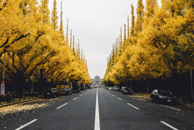 General 2048x1366 Gingko tree city street trees