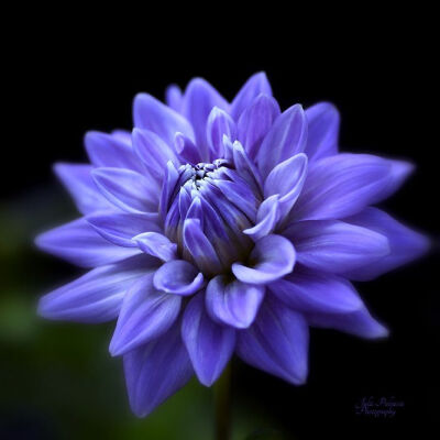 ~~Lavender Dahlia by Julie Palencia~~ #微距#